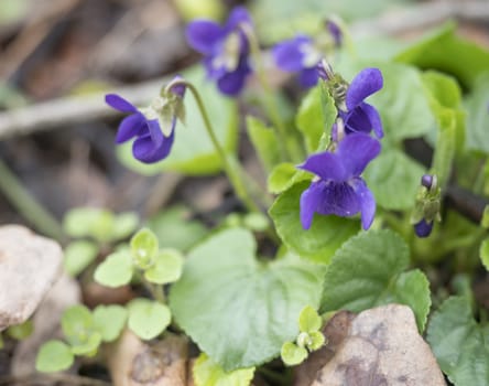 close up bunch of beatiful blooming violet spring flowers ,Viola odorata or wood violet, sweet violet with green leaves, selective focus.