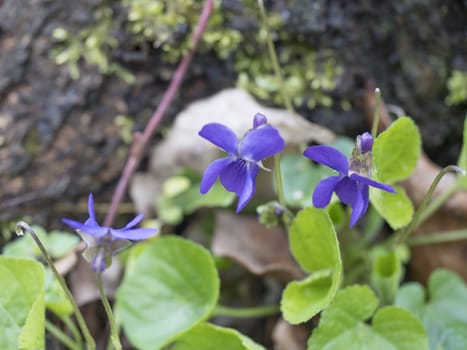 close up bunch of beatiful blooming violet spring flowers ,Viola odorata or wood violet, sweet violet with green leaves, selective focus.