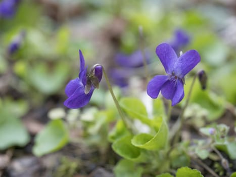 close up bunch of beatiful blooming violet spring flowers ,Viola odorata or wood violet, sweet violet with green leaves, selective focus.