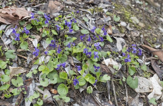 forest ground covered with spring violet flower ,Viola odorata or wood violet, sweet violet with green leaves.