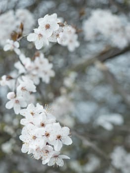 close up beautiful blooming white apple blossom bud flower twig, selective focus, natural bokeh background, floral spring frame, copy space.