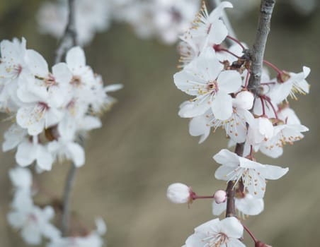 close up beautiful blooming white apple blossom bud flower twig, selective focus, natural bokeh background, floral spring frame, copy space.