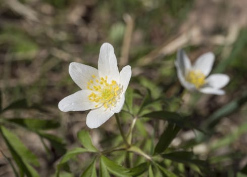 close up macro of beautiful perfect white wood anemone flowers, Anemone nemorosa, selective focus, bokeh, spring floral background.