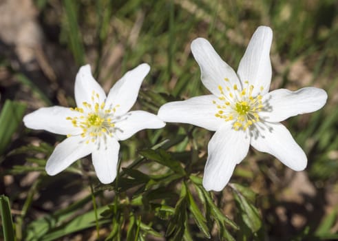 close up macro of beautiful perfect white wood anemone flowers, Anemone nemorosa, selective focus, bokeh, spring floral background.