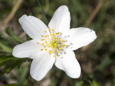 close up macro of beautiful perfect white wood anemone flower, Anemone nemorosa, selective focus, bokeh, spring floral background.