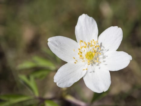 close up macro of beautiful perfect white wood anemone flower, Anemone nemorosa, selective focus, bokeh, spring floral background.