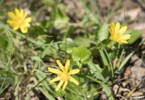 close up yellow marsh marigold or kingcup, Caltha palustris spring flower selective focus, blurry bokeh background.