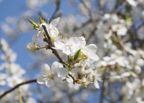 close up blooming white apple blossom flower, apple tree branches, selective focus, blue sky background