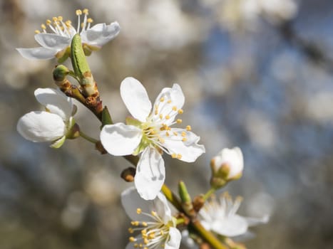 close up blooming white apple blossom flower, apple tree branches, selective focus, blue sky background
