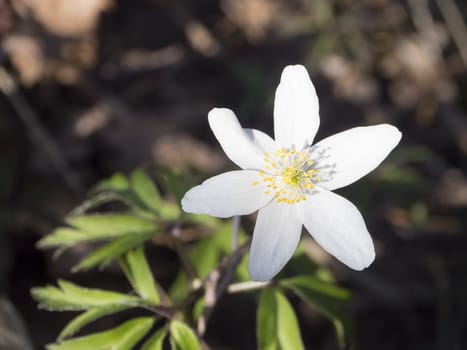 close up macro of beautiful perfect white wood anemone flower, Anemone nemorosa, selective focus, bokeh, spring floral background.