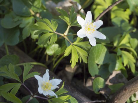 close up macro of beautiful perfect white wood anemone flowers, Anemone nemorosa, selective focus, bokeh, spring floral background.