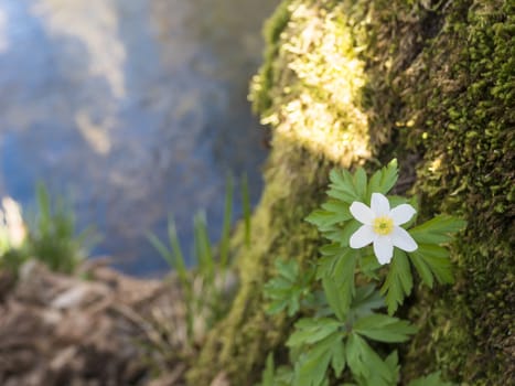 close up beautiful white wood anemone flower, Anemone nemorosa, selective focus on defocused shore of forest brook. Spring floral background.