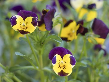 Close up garden pansy, yellow, purple and violet viola spring flower on a green bokeh background, selective focus, copy space.