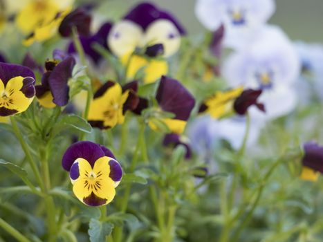 Close up garden pansy, yellow, purple and violet viola spring flower on a green bokeh background, selective focus, copy space.