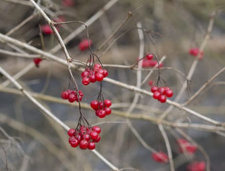 close up red berries on bare bush branches in winter beige background, selective focus