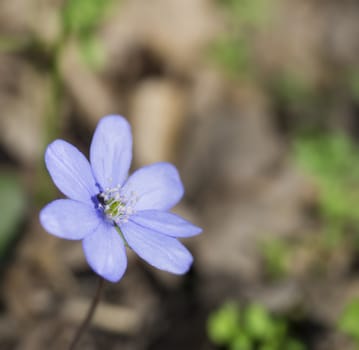 single close up blooming blue liverwort or kidneywort flower Anemone hepatica or Hepatica nobilis on dirt background, selective focus, spring floral backdrop.