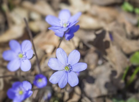 close up blooming blue liverwort or kidneywort flower Anemone hepatica or Hepatica nobilis on dirt background, selective focus, copy space, spring floral backdrop.