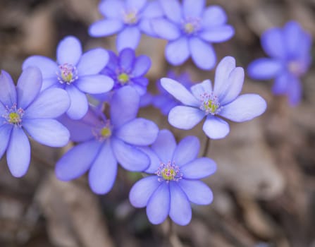 close up blooming blue liverwort or kidneywort flower Anemone hepatica or Hepatica nobilis on dirt background, selective focus, copy space, spring floral backdrop.