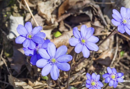 close up blooming blue liverwort or kidneywort flower Anemone hepatica or Hepatica nobilis on dirt background, selective focus, copy space, spring floral backdrop.