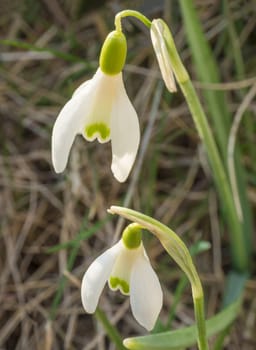 close up macro two snow-drop spring flowers on defocused grass bokeh background