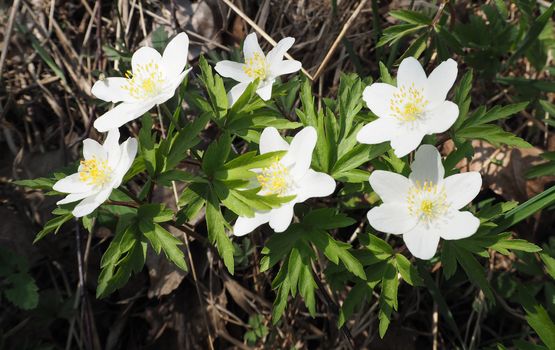 Anemone nemorosa, common names: wood anemone, windflower, European thimbleweed, smell fox