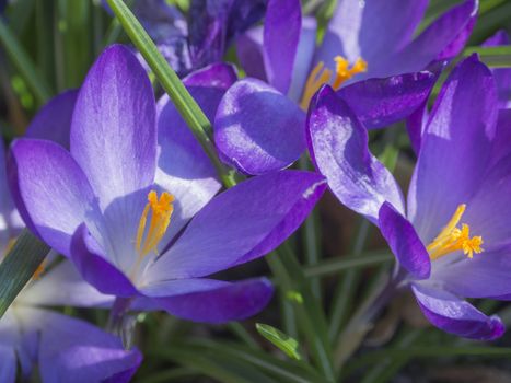 close up macro violet Crocus vernus spring flower on defocused green leaves bokeh background