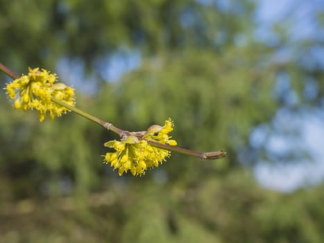 close up macro yellow blooming tree branch spring flower on defocused green blue bokeh background