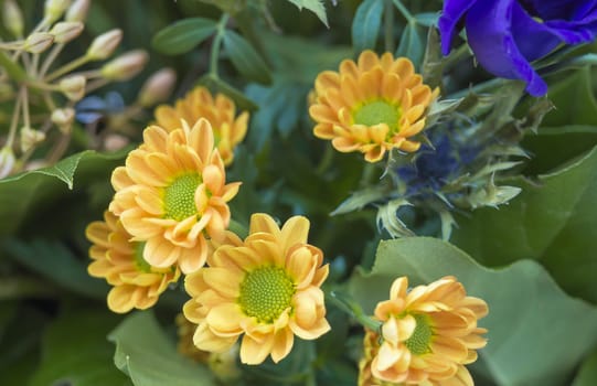 close up yelow Chrysanthemum, mums or chrysanths flower arrangement, floral background, selective focus