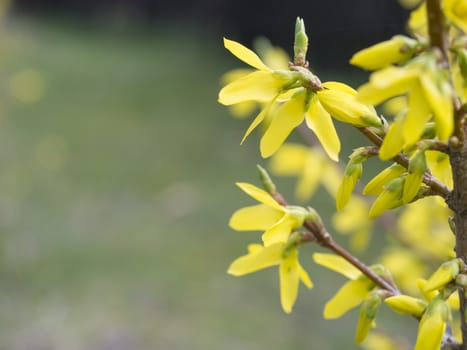 close up macro blossom weeping forsythia or golden-bell flower Forsythia suspensa, selective focus, green bokeh background.
