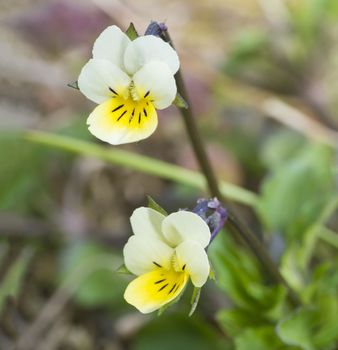 close up macro yellow Viola arvensis flower. Field pansy blooming in the spring. Shallow depth of field, close-up