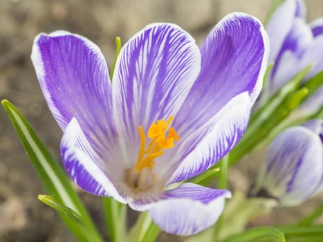close up macro violet Crocus vernus spring flower on defocused green leaves bokeh background.