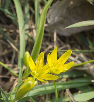 close up macro blooming yellow small fragile Gagea lutea spring flowers, green leaves, selective focus