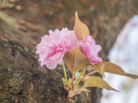 close up blooming pink sakura cherry blossom or Japanese cherry bud flower Prunus serrulata branch, soft focus, natural bokeh floral background.