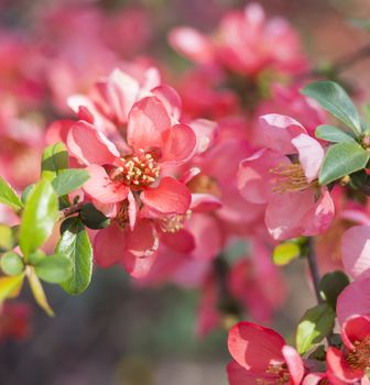 close up blooming red Chaenomeles flower, flowering Japanese quince, selective focus, floral natural background frame, copy space.
