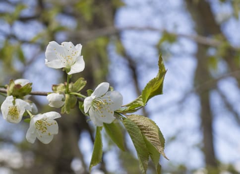 close up blooming apple blossom flower branche, selective focus, blue sky natural background