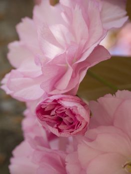close up blooming pink sakura cherry blossom or Japanese cherry bud (Prunus serrulata) soft focus, natural floral background