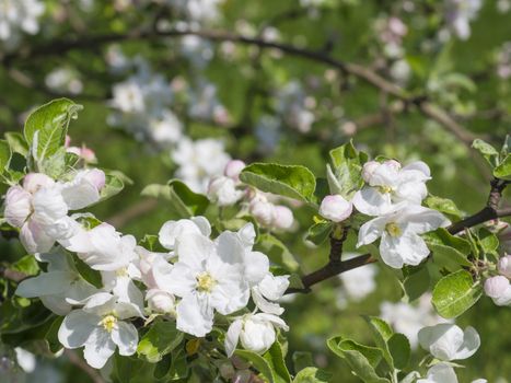 close up blooming white apple blossom flower branche, selective focus, natural green bokeh background
