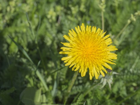 macro close up single yellow dandelion on lush green bokeh background