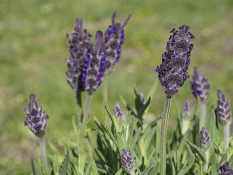 Levander floral backdrop, Lavandula angustifolia bunch of flowers in bloom, purple lilac scented flowering plant on green bokeh background, selective focus.
