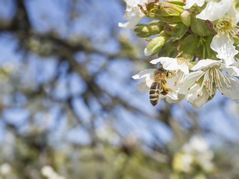 close up beautiful macro blooming pink apple blossom with flying bee gathering pollen. buds flower twing with leaves, selective focus, natural bokeh green background, copy space.