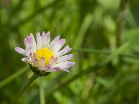 close up macro small daisy Bellis perennis flower pink petal with green bokeh background, selective focus