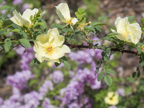 close up yellow brier wild rose (dog rose) flower branch twig, blurred pink lilac flower in background, selective focus