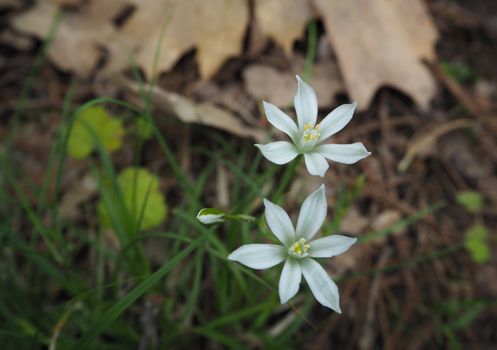 blooming snowdrops in the forest