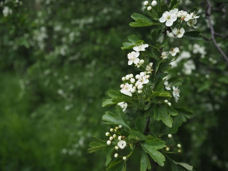 branch of blooming apple tree on the green fuzzy background