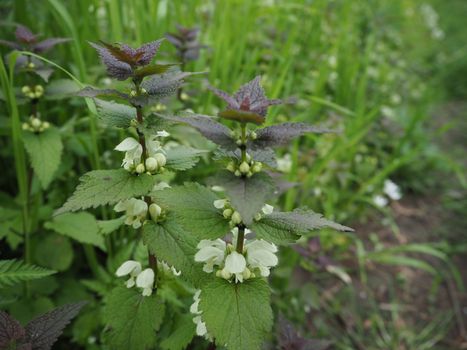 White dead-nettle, Lamium album, weed blooming close-up