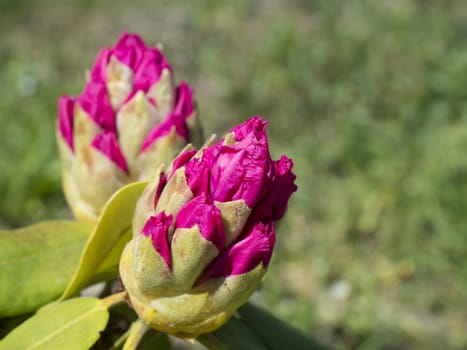 close up blooming pink purple Rhododendron flower bud, selective focus, green natural bokeh background, copy space