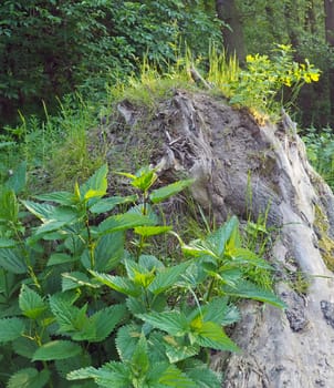nettles and grass growing for dead stump