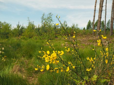 wild yellow flowers in the young forest