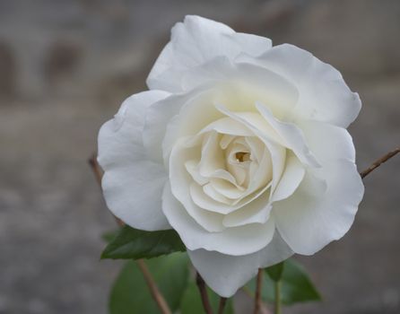 close up of single sepia white rose flower petals, bokeh background.