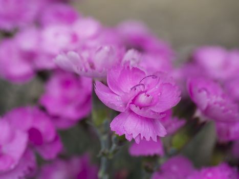 Close-up blooming carnation glory flower Dianthus caryophyllus, clove pink, species of Dianthus deltoides, vibrant color, bokeh floral background, selective focus.